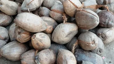 দুর্গাপূজায় নারিকেল কিনতে হিমশিম ক্রেতাদের
