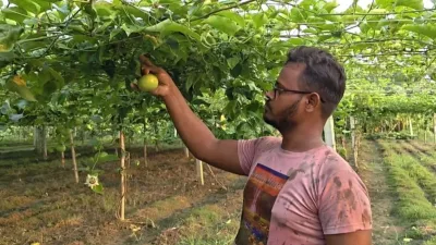 ইউটিউবের ভিডিও থেকে আনারকলি চাষ, মিঠুর চোখে নতুন স্বপ্ন