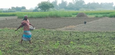 বেড়ার চরাঞ্চলে কৃষি প্রণোদনা নিয়ে ক্ষোভ, বঞ্চনার অভিযোগ কৃষকদের