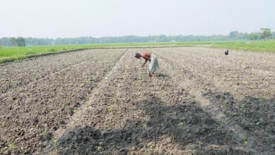 শীতের আগাম সবজি চাষে ব্যস্ত চান্দিনার কৃষকরা