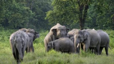 সীমান্তের বেড়ায় বিপন্ন গারো পাহাড়ের হাতিরা