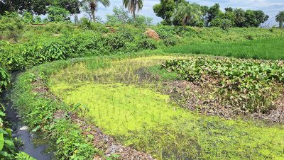 অপরিশোধিত বর্জ্যে বিপন্ন সান্তাহারের কৃষি ও জলজ পরিবেশ