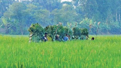 চলনবিলে পাখি শিকার থামছে না, হুমকিতে জীববৈচিত্র্য