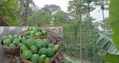 গাছে পেঁপে, কৃষকের চোখে লোকসানের পানি