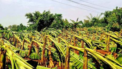 অকাল ঝড়ে মধুপুরে লন্ডভন্ড পাহাড়ি কৃষি