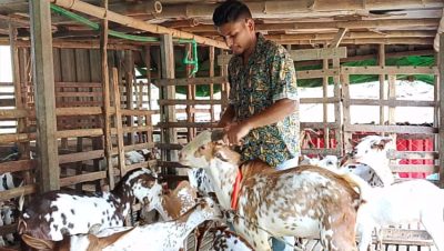 এক ছাগল থেকে দুই খামার, ফরিদের সাফল্যের গল্প