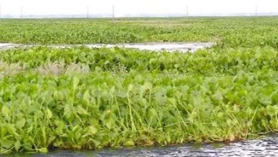 ১০ হাজার হেক্টরের বিলে ৬ হাজার হেক্টর কচুরিপানায় ঢাকা, বিপাকে কৃষক