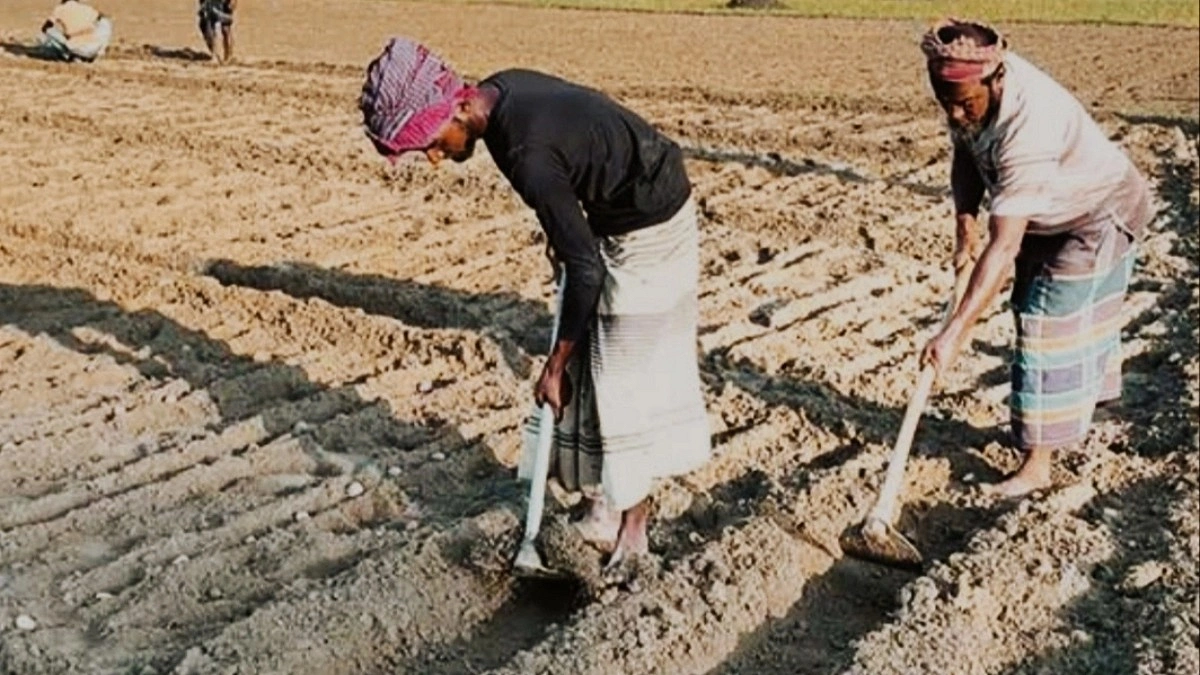 গত বছরের লোকসান পুষিয়ে নিতে আগাম আলু চাষে ব্যস্ত হিলির কৃষকরা