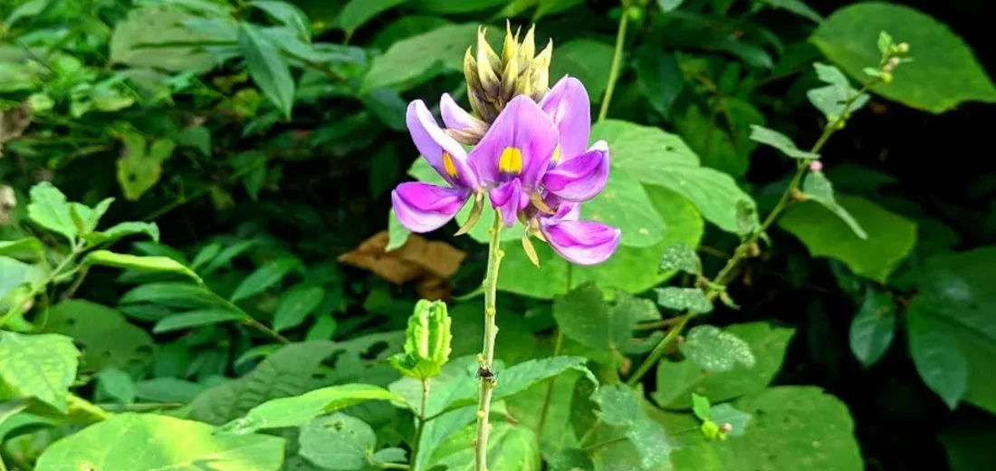 লাউয়াছড়ার পাশে বেগুনি ফুলের মেলা, মুগ্ধ পর্যটকরা