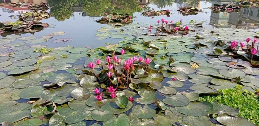 লাল ও সাদা শাপলার হাসিতে মোহনীয় রূপ নিয়েছে গ্রামীণ খাল-বিল