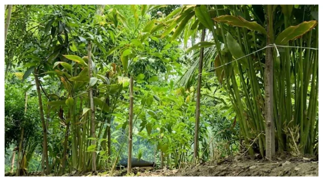 বেনাপোলে এলাচ চাষে সম্ভাবনার দুয়ার খুলছে