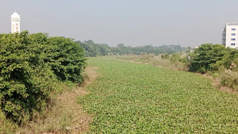 পলি-দখলে মরে যাচ্ছে শিবচরের একসময়ের খরস্রোতা নদী