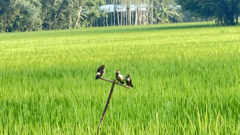 পরিবেশ বাঁচিয়ে পোকা দমনে নতুন ভরসা পার্চিং