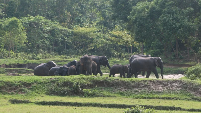 সীমান্তের গেট বন্ধ, খাদ্যসংকটে ১৫০ হাতি—বাড়ছে মানুষ-হাতির সংঘাত