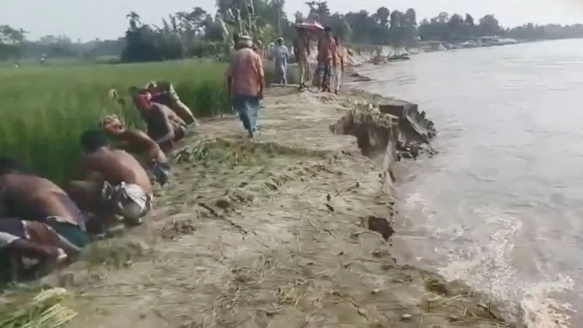 ঘরবাড়ি গিলছে ব্রহ্মপুত্র, বাঁচাতে মরিয়া কাঁচা-পাকা ধান