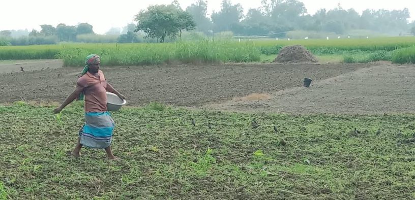 বেড়ার চরাঞ্চলে কৃষি প্রণোদনা নিয়ে ক্ষোভ, বঞ্চনার অভিযোগ কৃষকদের