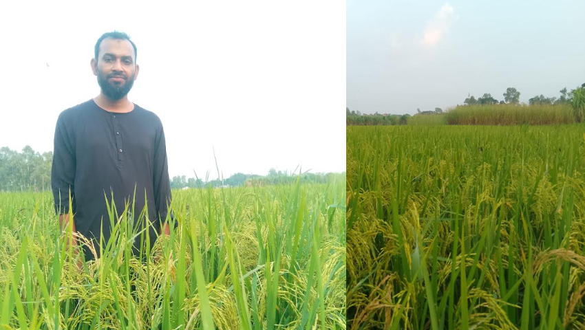 ২ কেজি বীজে শুরু, কালো ধান চাষে নতুন সম্ভাবনা দেখছেন শিক্ষক