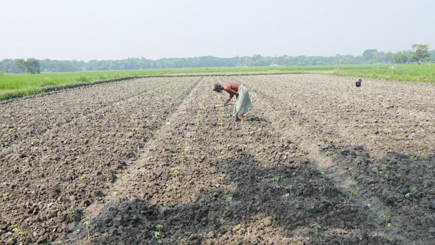 শীতের আগাম সবজি চাষে ব্যস্ত চান্দিনার কৃষকরা