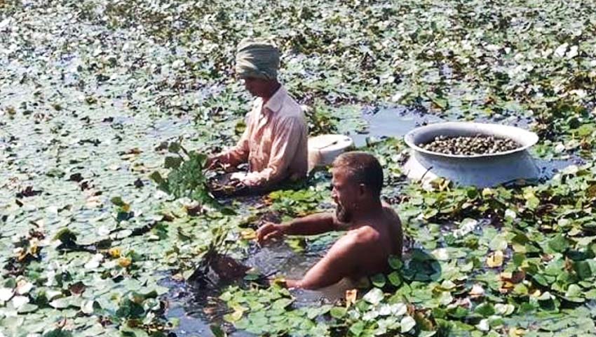 ৬ বছরে পানিফলের আবাদ কমেছে ৪২ শতাংশ, সংকটে চাষিরা