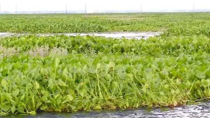 ১০ হাজার হেক্টরের বিলে ৬ হাজার হেক্টর কচুরিপানায় ঢাকা, বিপাকে কৃষক