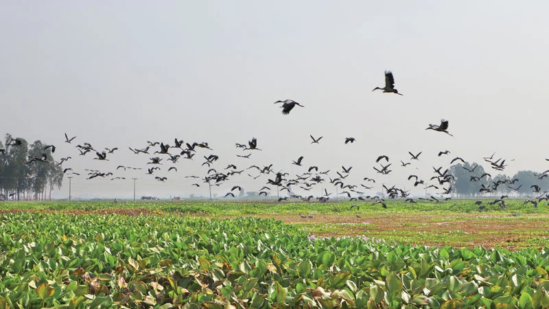 শীতের আগেই অতিথি পাখির মেলায় মুখর চলনবিল