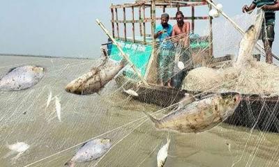 জাটকা রক্ষায় কঠোর হচ্ছে আইন প্রয়োগ